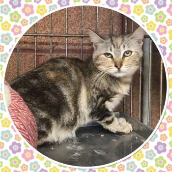 BONITA -  Domestic Short Hair Cat for Adoption in Buckhannon, West Virginia - BONITA | PetCurious