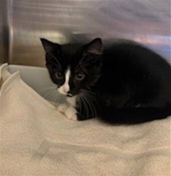 Domestic Short Hair Cats Available for Adoption in Conroe, Texas - PINE | PetCurious