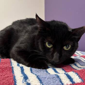 Domestic Short Hair Cats Available for Adoption - Hannah | PetCurious