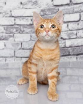 Ernie -  Domestic Short Hair and Tabby Cat for Adoption in Tuscaloosa, Alabama - Ernie | PetCurious