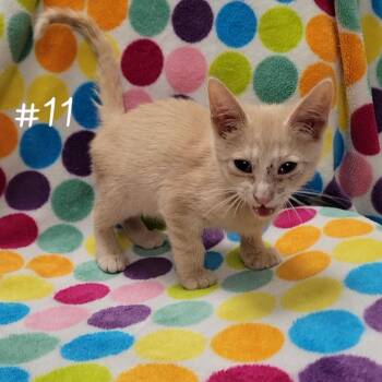 Iggy -  Domestic Short Hair Cat for Adoption in Parkersburg, West Virginia - Iggy | PetCurious