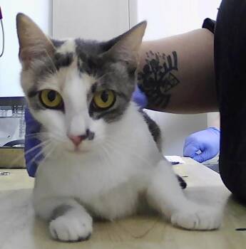 Daisy -  Domestic Short Hair Cat for Adoption in Dayton, Minnesota - Daisy | PetCurious