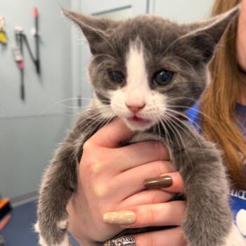 Domestic Short Hair Cats Available for Adoption in Greensboro, North Carolina - Spatula | PetCurious