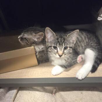 Porchini -  Domestic Short Hair Cat for Adoption in Fairfax Station, Virginia - Porchini | PetCurious