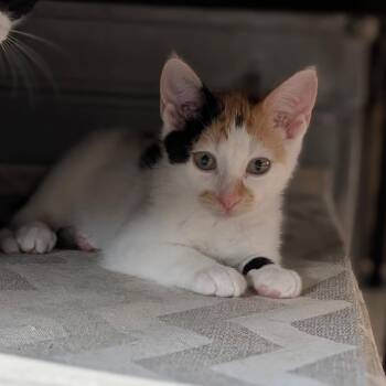 Gamora -  Domestic Short Hair Cat for Adoption in Raleigh, North Carolina - Gamora | PetCurious