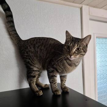 Violet -  Domestic Short Hair Cat for Adoption in Liverpool, Texas - Violet | PetCurious