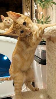 Trooper -  Domestic Short Hair and Maine Coon Cat for Adoption in Beaverton, Oregon - Trooper | PetCurious
