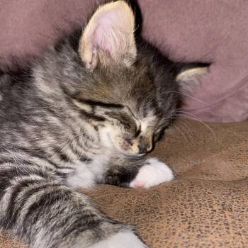 Elliott -  Domestic Medium Hair Cat for Adoption in Ashland, Oregon - Elliott | PetCurious