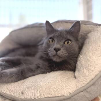 Stormy -  Domestic Long Hair Cat for Adoption in Medford, Oregon - Stormy | PetCurious