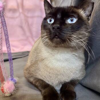 Siamese Cats Available for Adoption - Remy | PetCurious