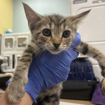 Arabella -  Domestic Short Hair Cat for Adoption in Greensboro, North Carolina - Arabella | PetCurious