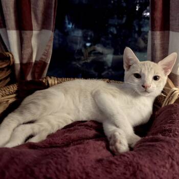 Jaime -  Domestic Short Hair Cat for Adoption in Brownsboro, Alabama - Jaime | PetCurious