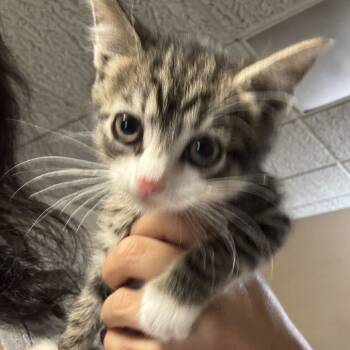 Rescue Domestic Short Hair Cats for Adoption in New York, New York - Sarah | PetCurious