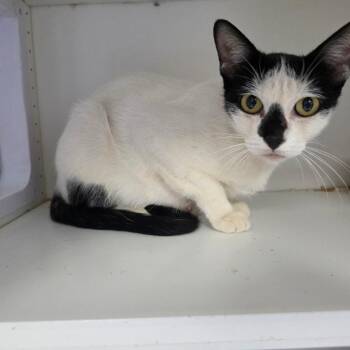 Cookie -  Domestic Short Hair Cat for Adoption in Duncan, Oklahoma - Cookie | PetCurious