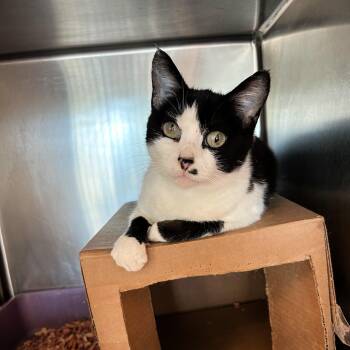 Kanga -  Domestic Short Hair Cat for Adoption in Lindon, Utah - Kanga | PetCurious