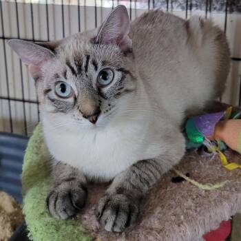 Rachel -  Siamese Cat Available for Adoption in Boston, Massachusetts - Rachel | PetCurious
