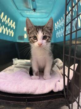 Domestic Short Hair Cats Available for Adoption in Sugar Land, Texas - ITALIA | PetCurious