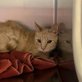 Sweet Pea -  Domestic Short Hair Cat for Adoption in Bristol, Indiana - Sweet Pea | PetCurious