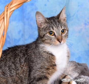 Domestic Short Hair Cats Available for Adoption in Pittsboro, North Carolina - Stormy | PetCurious