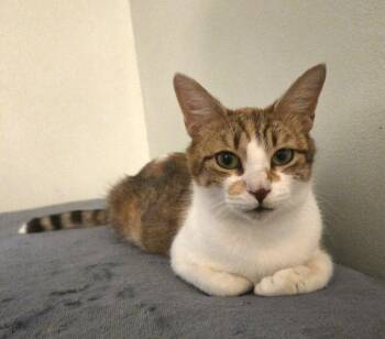 Iris -  Domestic Short Hair Cat for Adoption in Walled Lake, Michigan - Iris | PetCurious