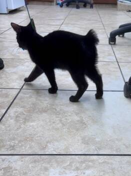 Crash -  American Bobtail Cat for Adoption in Gainesville, Florida - Crash | PetCurious
