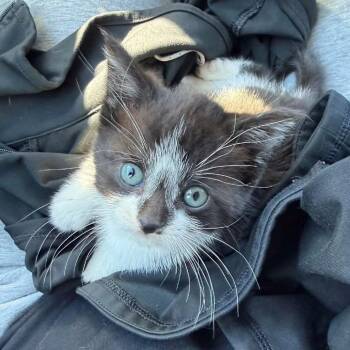 Pawblo Escobar -  Domestic Medium Hair Cat for Adoption in Terre Haute, Indiana - Pawblo Escobar | PetCurious