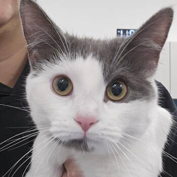 Domestic Short Hair Cats Available for Adoption - Izzy | PetCurious