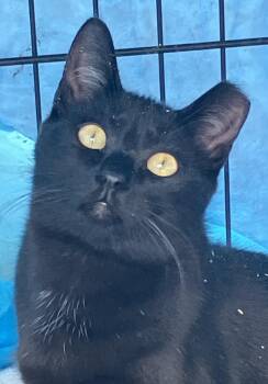 Shadow -  Domestic Short Hair Cat for Adoption in Hayward, California - Shadow | PetCurious