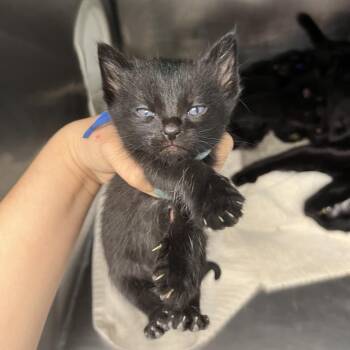 Domestic Short Hair Cats Available for Adoption in Austin, Texas - Chive 3 | PetCurious