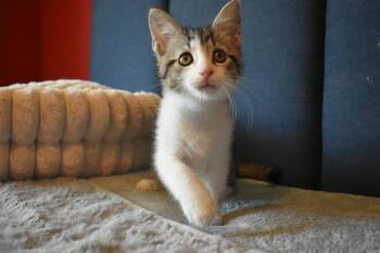 Domestic Short Hair Cats Available for Adoption in Hartville, Ohio - Vangeance | PetCurious