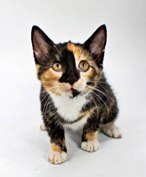 Cinnamon Roll -  Domestic Short Hair Cat for Adoption in Morton Grove, Illinois - Cinnamon Roll | PetCurious