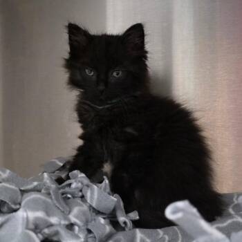 Prince SparkleBottom -  Domestic Medium Hair Cat for Adoption in Fort Wayne, Indiana - Prince SparkleBottom | PetCurious