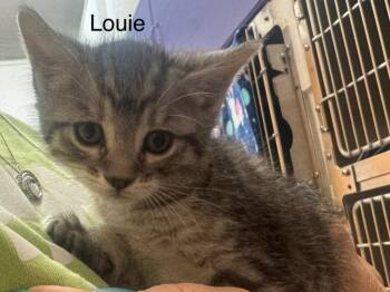 Domestic Short Hair Cats Available for Adoption in St. George, Utah - Louie | PetCurious