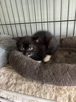 Rescue Domestic Short Hair Cats for Adoption in White Bluff, Tennessee - Betsy (mb) | PetCurious