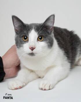 Rescue Domestic Short Hair Cats for Adoption in Boone, Iowa - Fanta | PetCurious