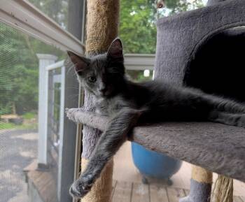Regal (foster-raised w/dogs) -  Domestic Short Hair Cat for Adoption in Lacon, Illinois - Regal (foster-raised W/dogs) | PetCurious