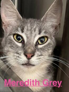 Meredith Grey 26 -  Tabby and Domestic Short Hair Cat for Adoption in Brookhaven, Mississippi - Meredith Grey 26 | PetCurious