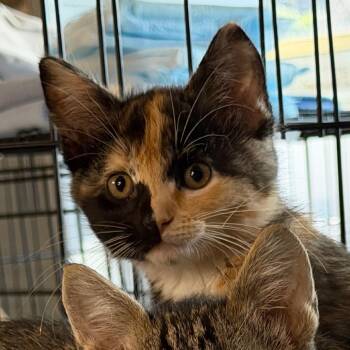 Caliope -  Domestic Short Hair Cat for Adoption in Hernando, Mississippi - Caliope | PetCurious