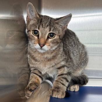 Flash Sentry -  Domestic Short Hair Cat for Adoption in Lynchburg, Virginia - Flash Sentry | PetCurious