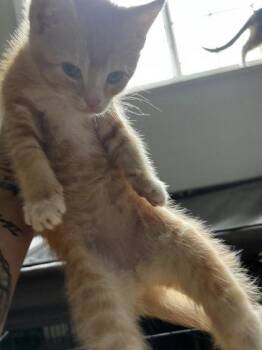 Domestic Short Hair Cats Available for Adoption in Hobart, Indiana - Hermes | PetCurious