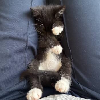 Domestic Short Hair Cats Available for Adoption - Corn | PetCurious