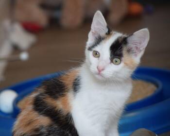 Trudy -  Calico Cat for Adoption in Mount Pleasant, South Carolina - Trudy | PetCurious