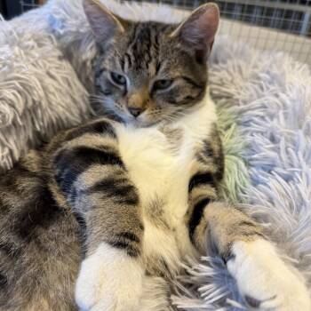 Tabby Cats Available for Adoption in Memphis, Tennessee - Jerome  | PetCurious