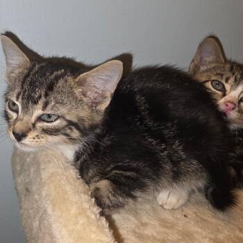 Monia -  Domestic Short Hair Cat for Adoption in Bedford, New Hampshire - Monia | PetCurious