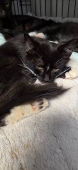 2026-89 Tempest -  Domestic Short Hair Cat for Adoption in Windsor, Connecticut - 2026-89 Tempest | PetCurious