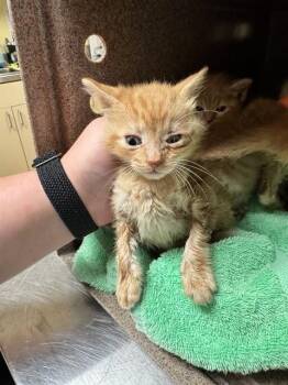 SPLAT -  Domestic Short Hair Cat for Adoption in Cookeville, Tennessee - SPLAT | PetCurious