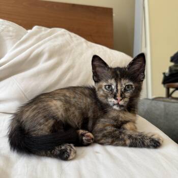 Jackie -  Tortoiseshell and Domestic Short Hair Cat for Adoption in San Francisco, California - Jackie | PetCurious