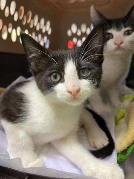 Silkworm -  Domestic Short Hair Cat for Adoption in Grants Pass, Oregon - Silkworm | PetCurious