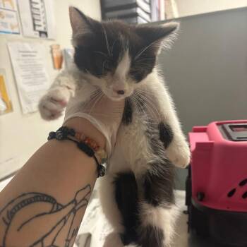 Charlotte -  Domestic Short Hair Cat for Adoption in Charleston, West Virginia - Charlotte | PetCurious