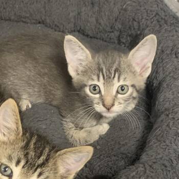 Yoyo -  Domestic Short Hair Cat for Adoption in West Palm Beach, Florida - Yoyo | PetCurious